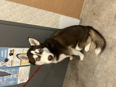 보호중 시베리안 허…